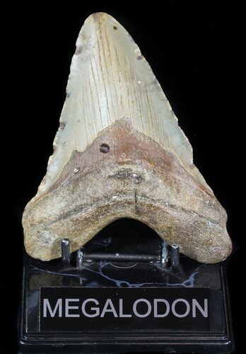 Bargain, Megalodon Tooth - North Carolina #47832